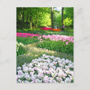 Keukenhof garden - postal holandesa
