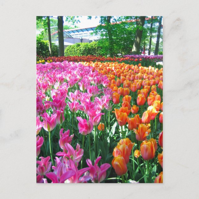 Keukenhof garden - postal holandesa (Anverso)