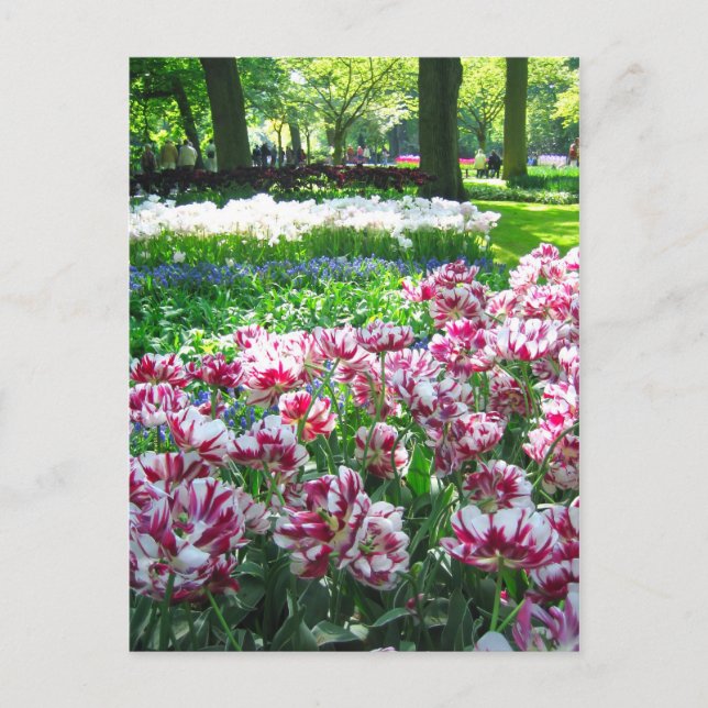 Keukenhof garden - postal holandesa (Anverso)