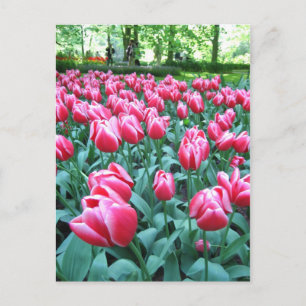 Keukenhof garden - postal holandesa