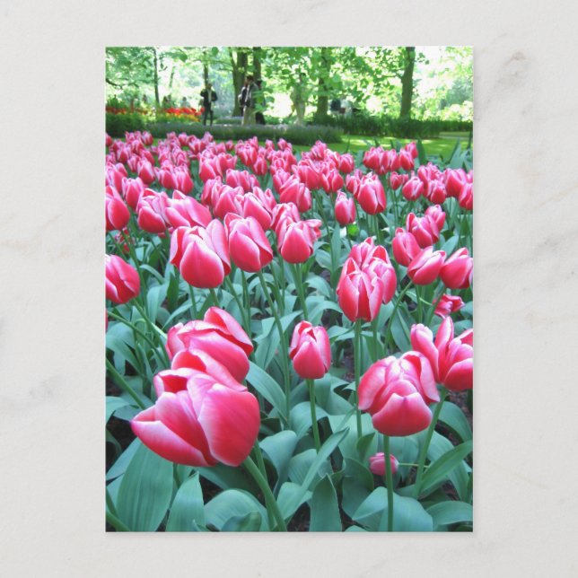 Keukenhof garden - postal holandesa (Anverso)