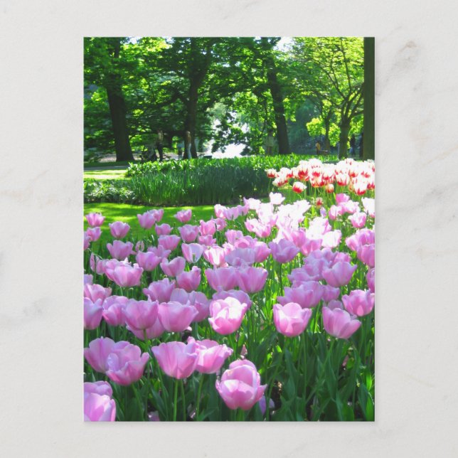 Keukenhof garden - postal holandesa (Anverso)