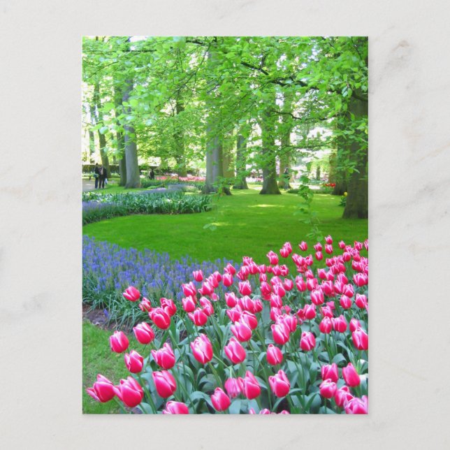 Keukenhof garden - postal holandesa