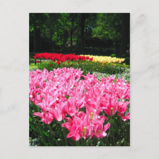 Keukenhof garden - postal holandesa