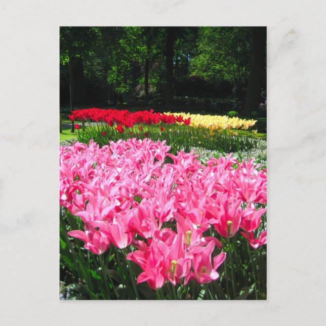 Keukenhof garden - postal holandesa (Anverso)