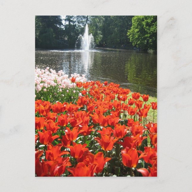 Keukenhof garden - postal holandesa (Anverso)
