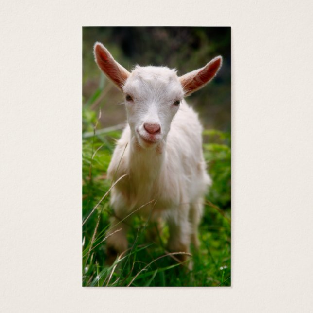 Kid Goat (Frente)