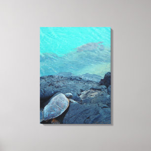 Kiholo Bay Hawaii lienzos de tortugas terrestres y