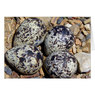 KillDeer Nest con huevos