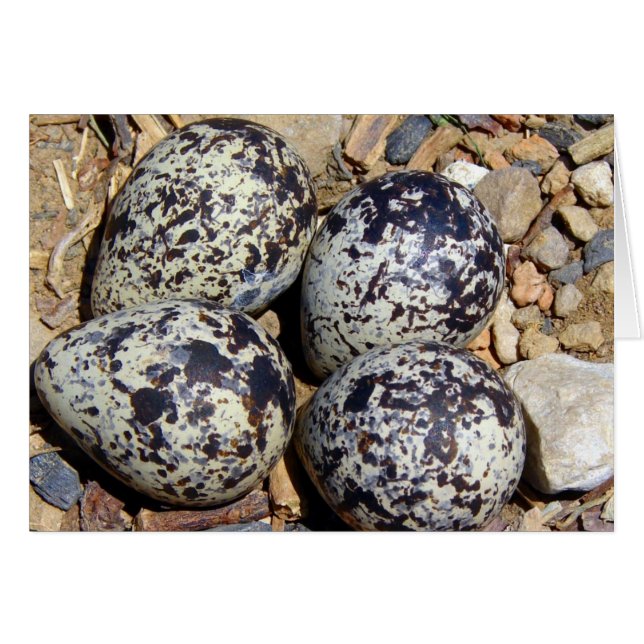 KillDeer Nest con huevos (Anverso (Horizontal))