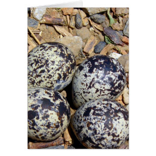 KillDeer Nest con huevos