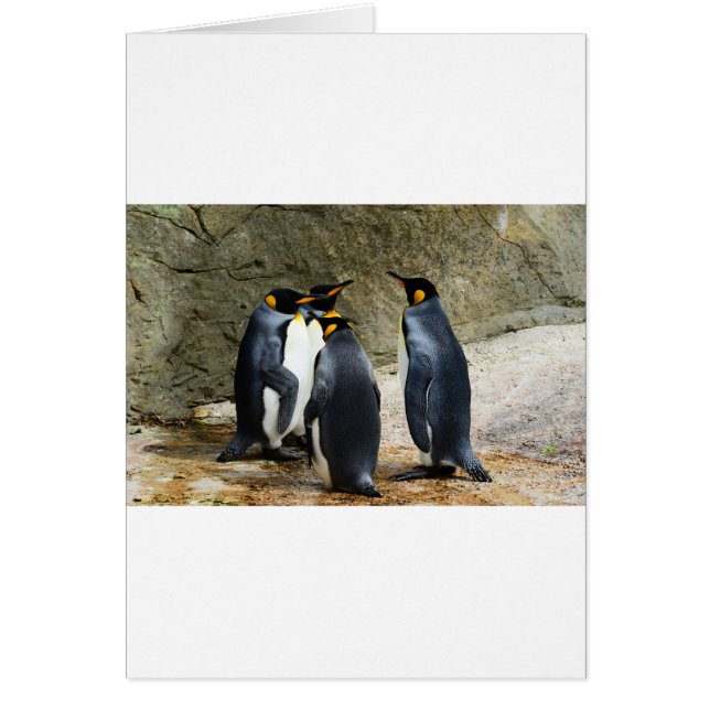 King Penguin (Frente)