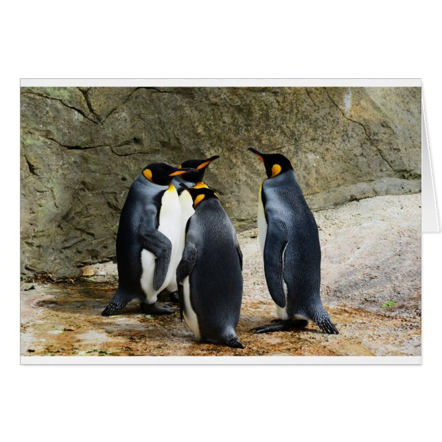 King Penguin (Anverso (Horizontal))