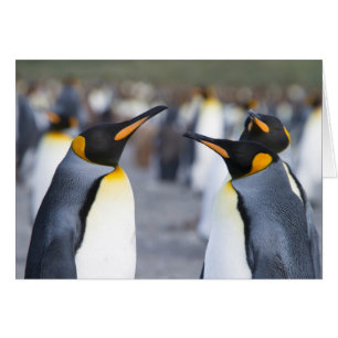 King Penguins
