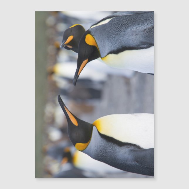 King Penguins (Anverso)