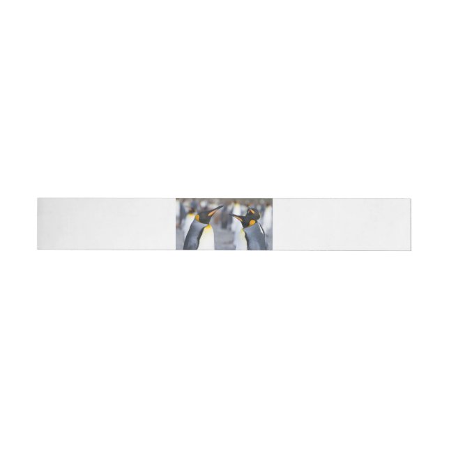 King Penguins (Individual)