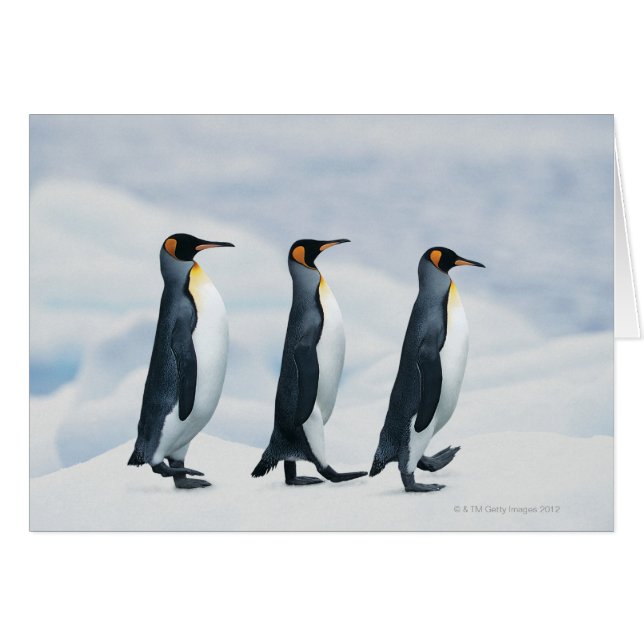 King Penguins (Anverso (Horizontal))