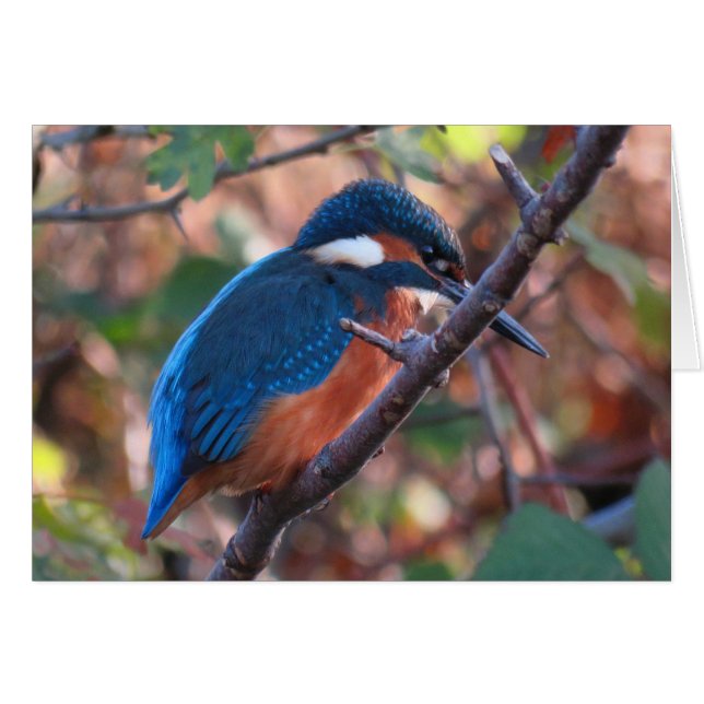 Kingfisher (Anverso (Horizontal))