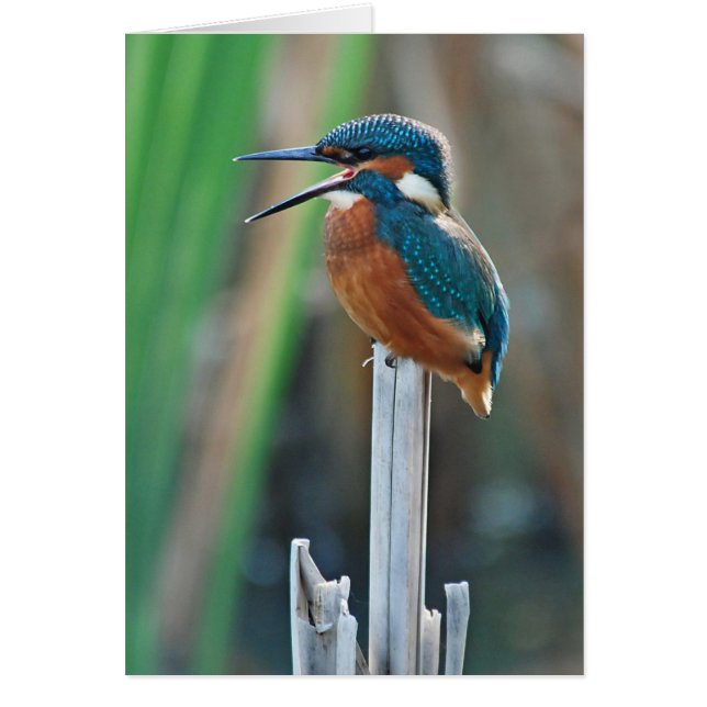 Kingfisher (Frente)