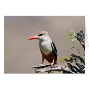 Kingfisher de cabeza gris