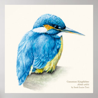 Kingfisher Impresión de poster de arte fino ornito