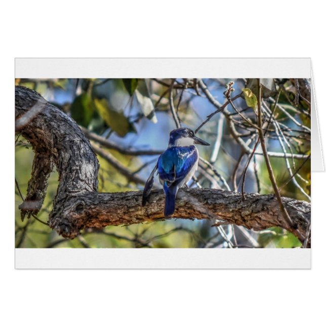 KINGFISHER RURAL QUEENSLAND AUSTRALIA (Anverso (Horizontal))