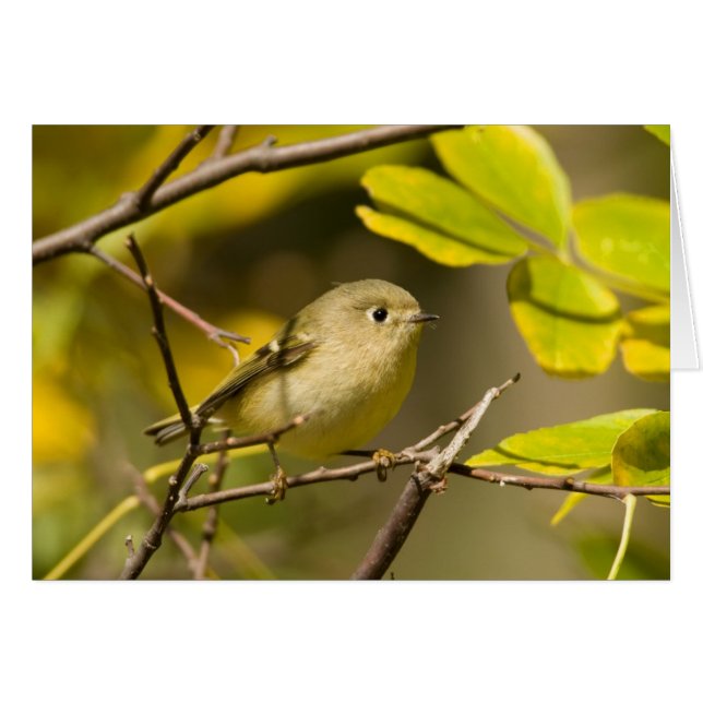 Kinglet (Anverso (Horizontal))