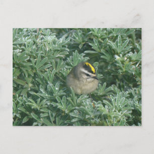 Kinglet de corona dorada 1 postal