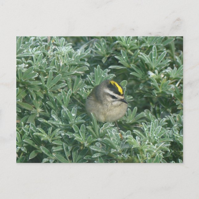 Kinglet de corona dorada 1 postal (Anverso)