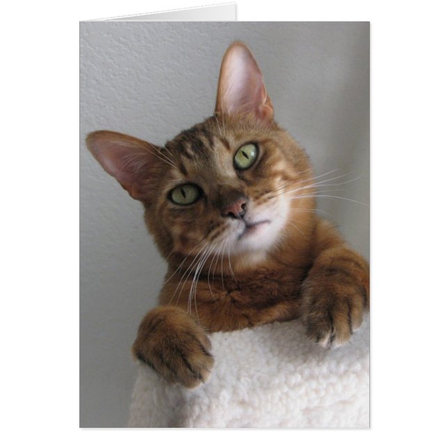 Kishka en lo alto (Frente)