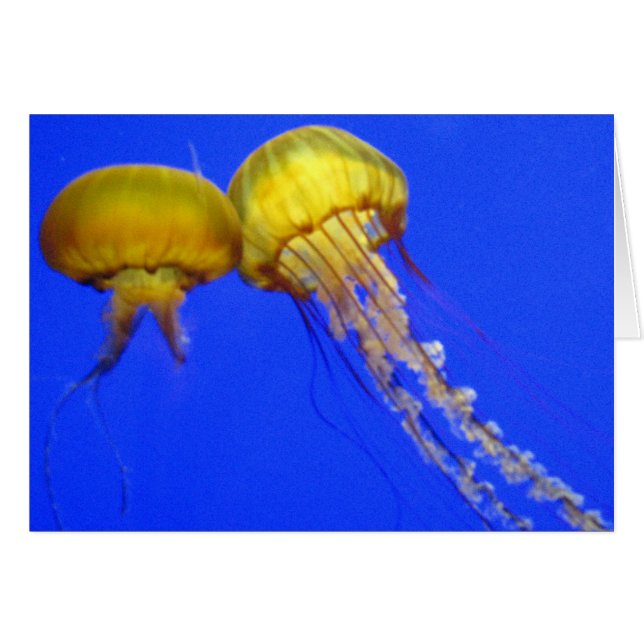Kissing Jellyfish (Anverso (Horizontal))