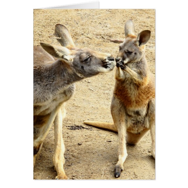 Kissing Kangaroos (Frente)