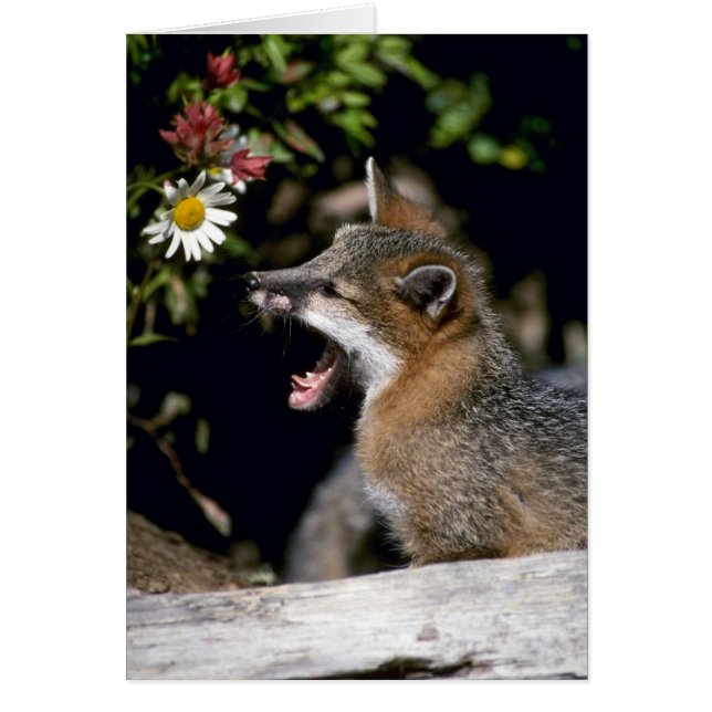 Kit de FoxYoung Gray (Frente)