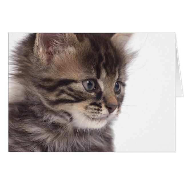 kitten (Anverso (Horizontal))