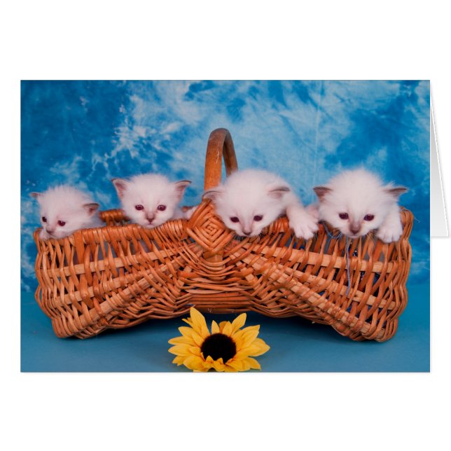 kitten (Anverso (Horizontal))