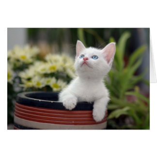 Kitten blanco turco
