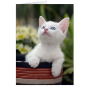 Kitten blanco turco