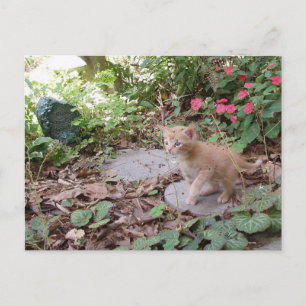 Kitten Dax explora la postal