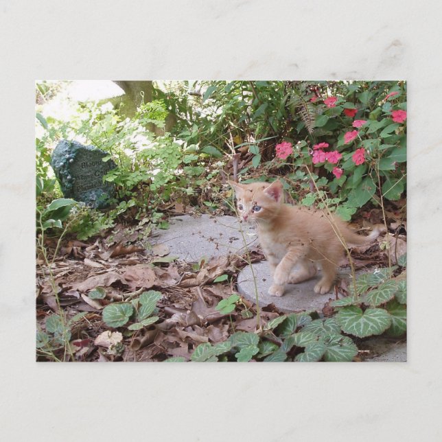 Kitten Dax explora la postal (Anverso)