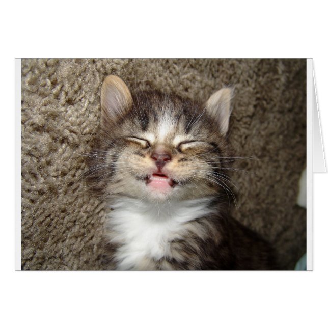 Kitten Smile (Anverso (Horizontal))