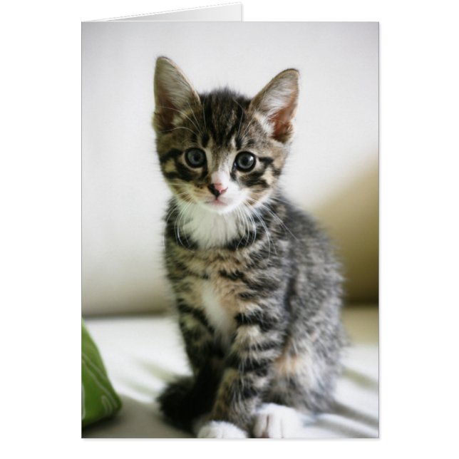 Kitten Stare (Frente)