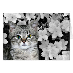 Kitten tabby en azaleas