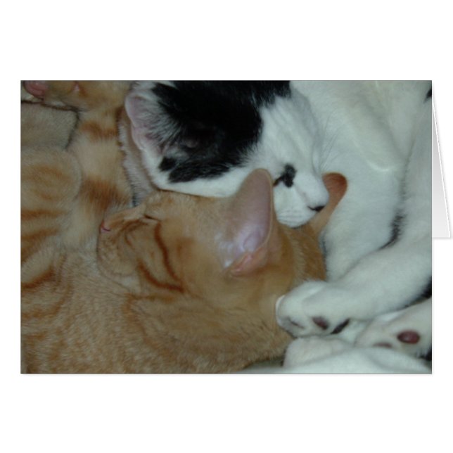 Kittens in Love (Anverso (Horizontal))