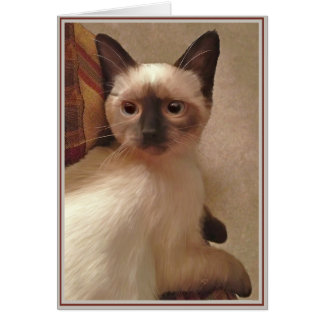 Kitties con tarjeta PUP 15