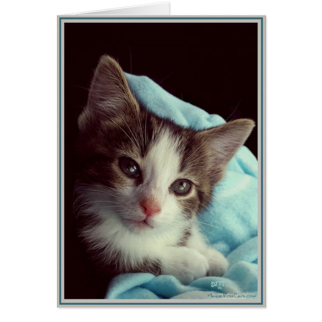 Kitties con tarjeta PUP 6 (Frente)