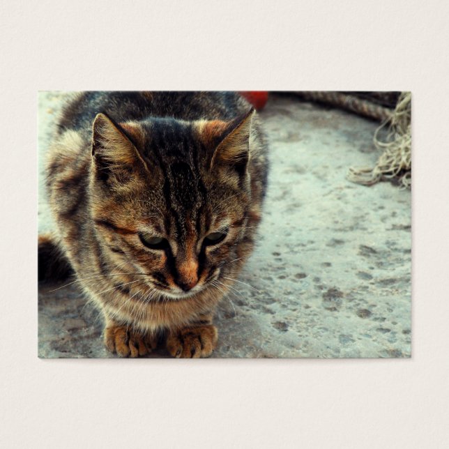 Kitty (Frente)