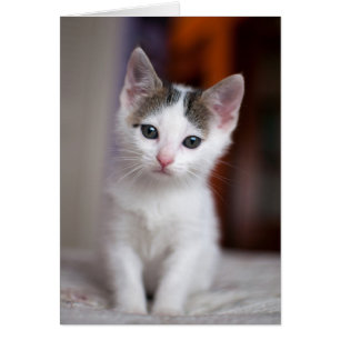 Kitty con manchas blancas