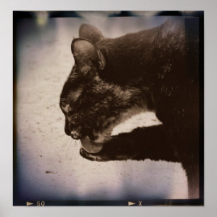 Kitty En Película, Arte Digital