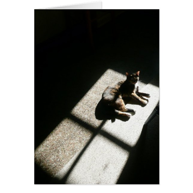 kitty encontró el sol, el gato calico en las sombr (Frente)