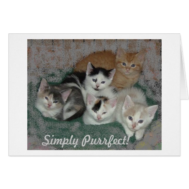 Kitty Love (Anverso (Horizontal))